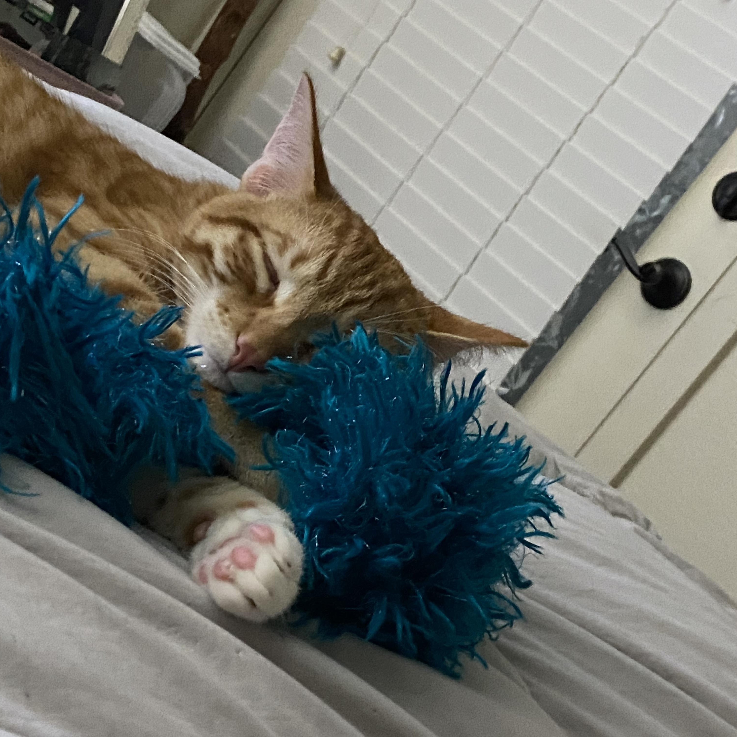 Enlarge Sally, a Adoptable Domestic Short Hair in Hillsboro, OR image 2/6