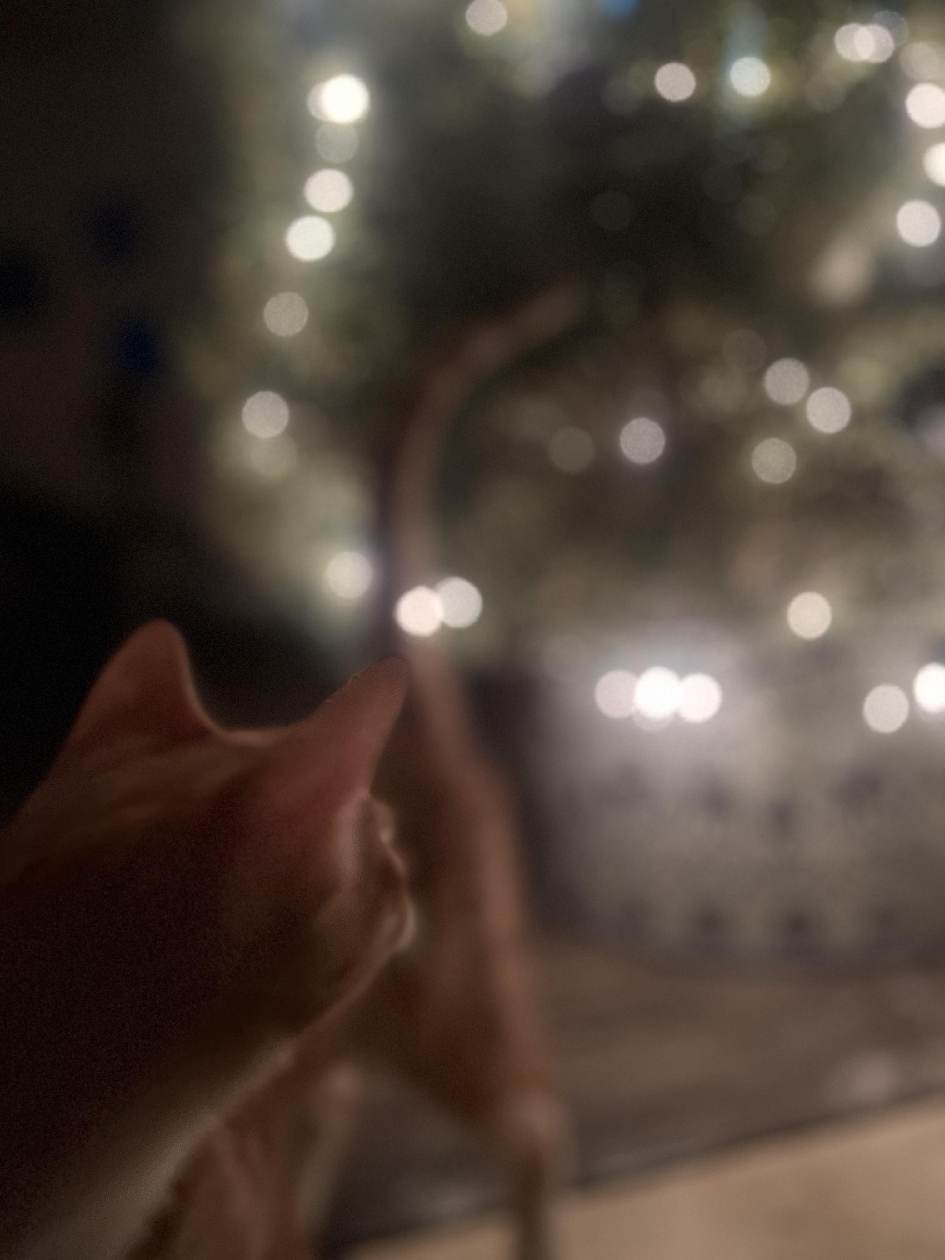 Enlarge Sally, a Adoptable Domestic Short Hair in Hillsboro, OR image 6/6