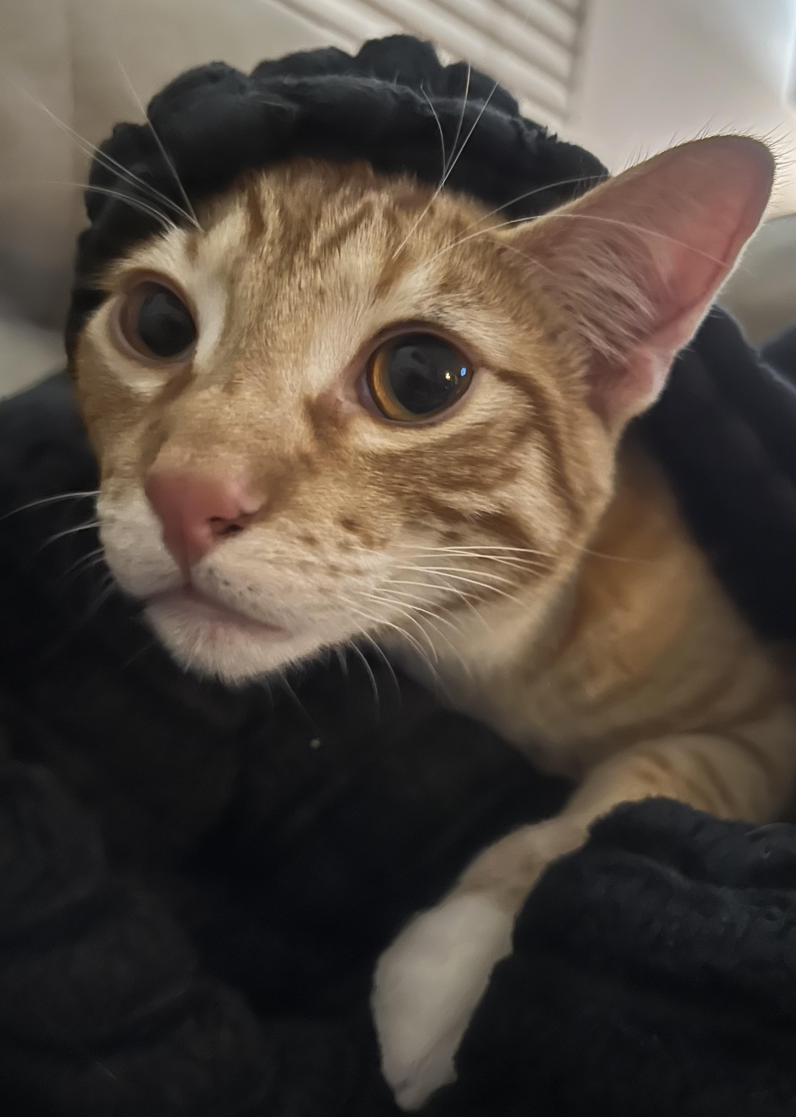 Enlarge Sally, a Adoptable Domestic Short Hair in Hillsboro, OR image 4/6