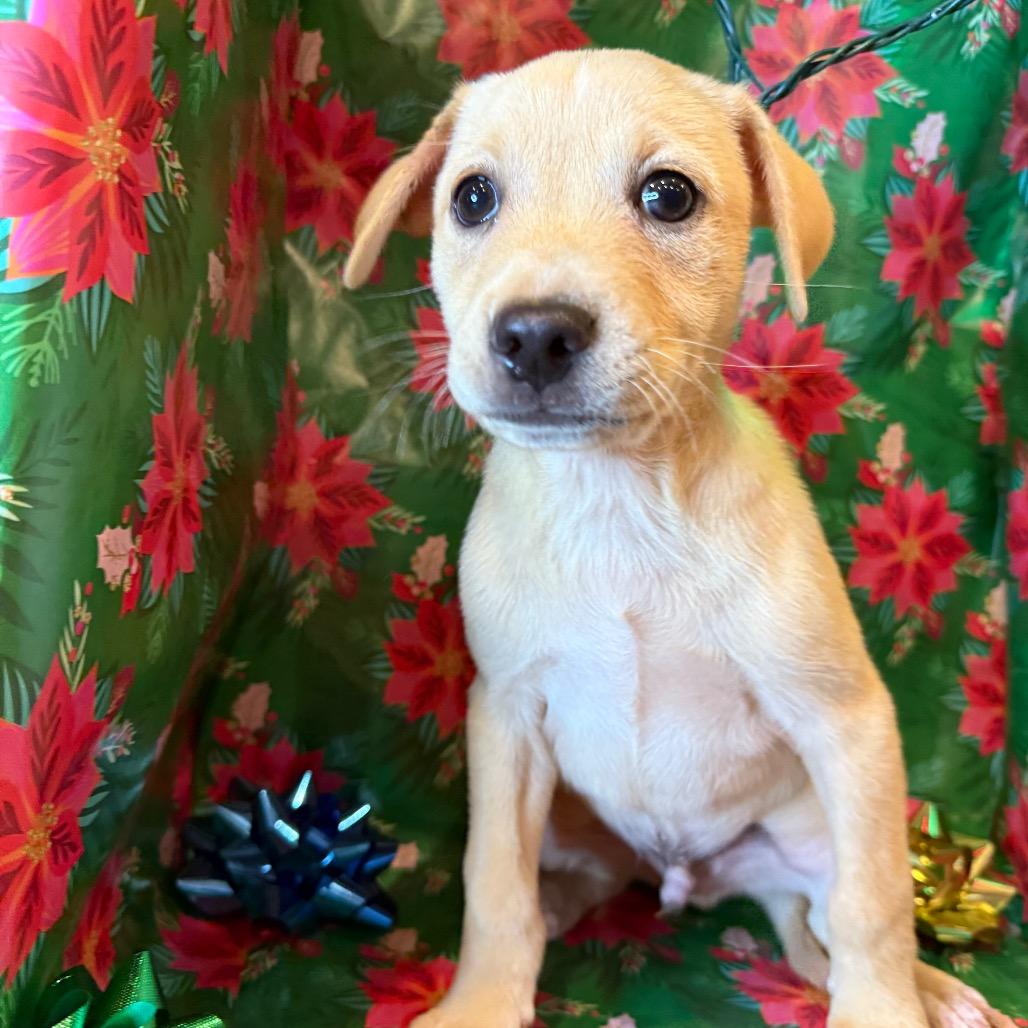 Bridges, Adoptable, Young Male Retriever.