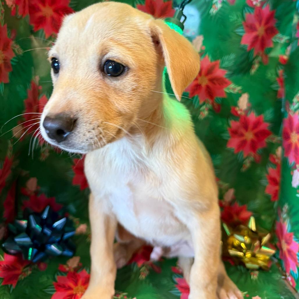 Bridges, a Adoptable mixed breed in Farmington, CT image 2/2