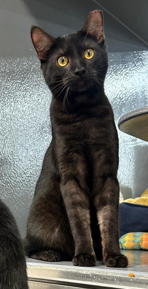 Zorro, Adoptable, Young Male Domestic Medium Hair.