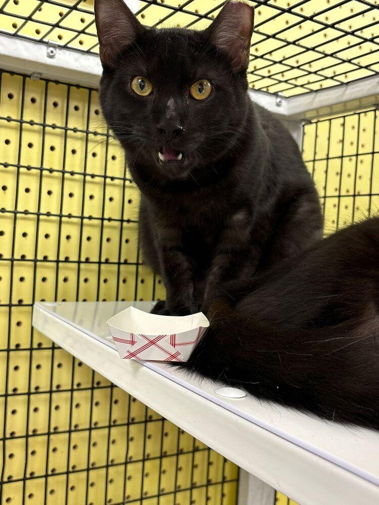 Zorro, Adoptable, Young Male Domestic Medium Hair.