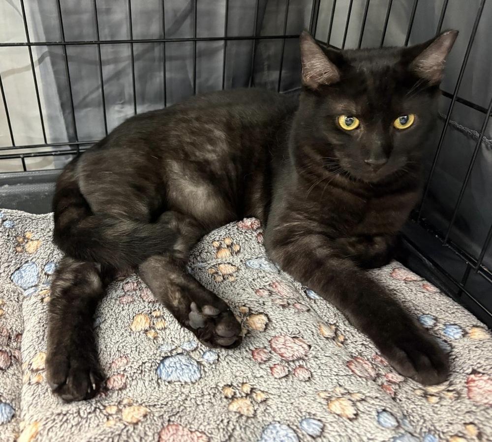 Zorro, a Adoptable Domestic Medium Hair in Orlando, FL image 2/3