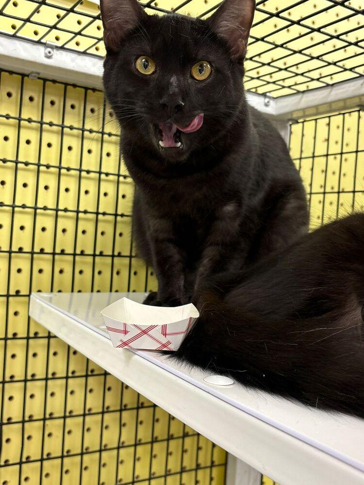 Zorro, a Adoptable Domestic Medium Hair in Orlando, FL image 3/3