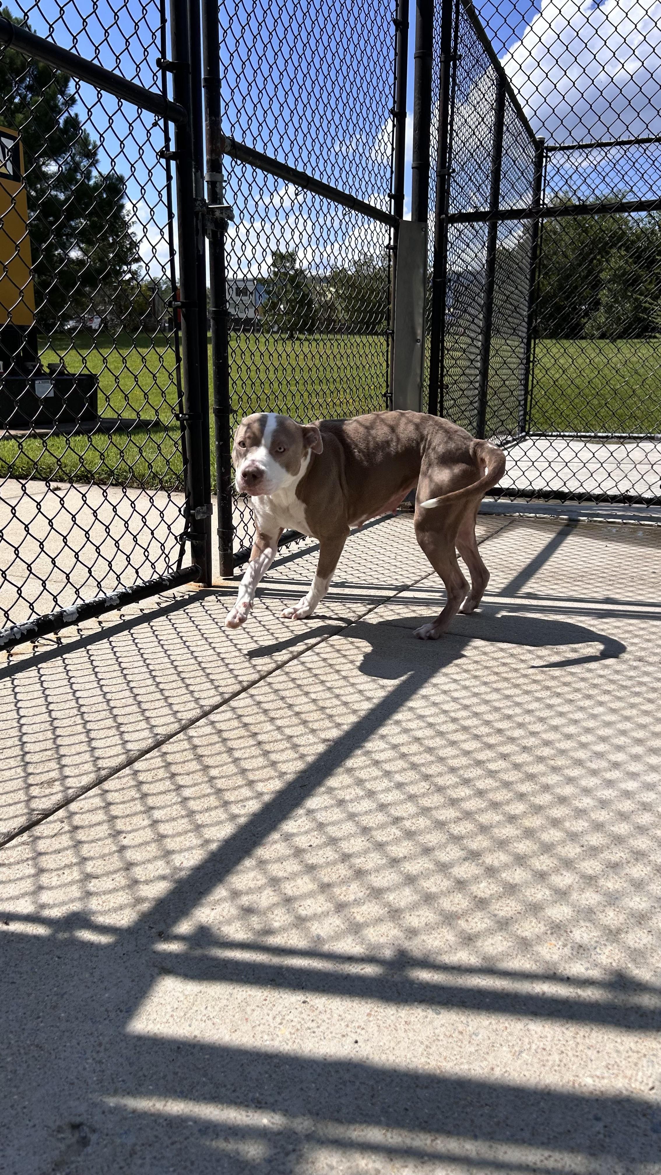 Enlarge Layla, a Adoptable Pit Bull Terrier in Suffolk, VA image 1/3