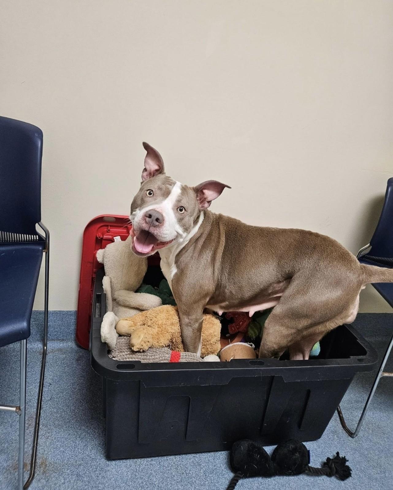 Enlarge Layla, an adopted Pit Bull Terrier in Suffolk, VA image 1/2