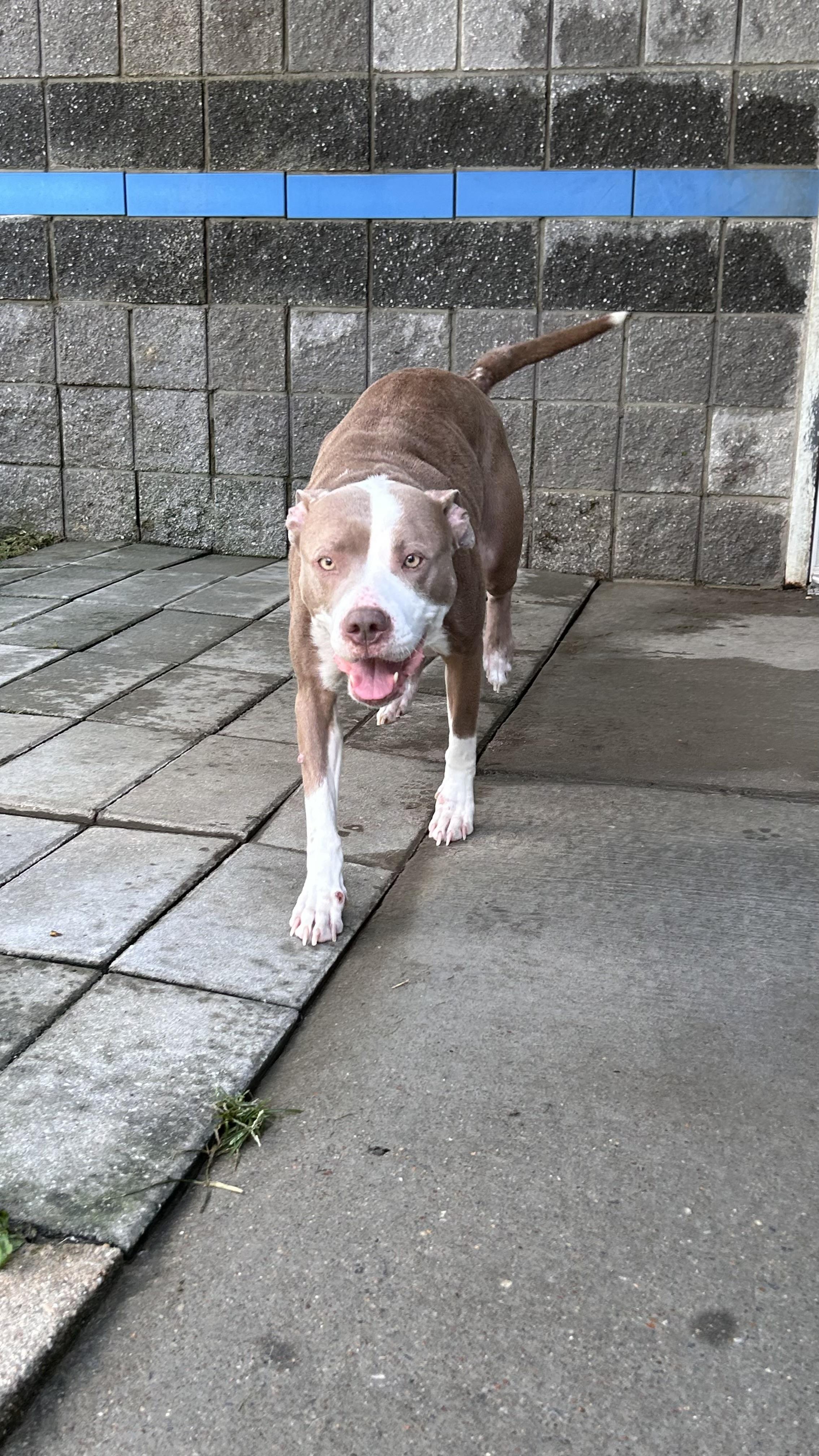 Enlarge Layla, a Adoptable Pit Bull Terrier in Suffolk, VA image 3/3