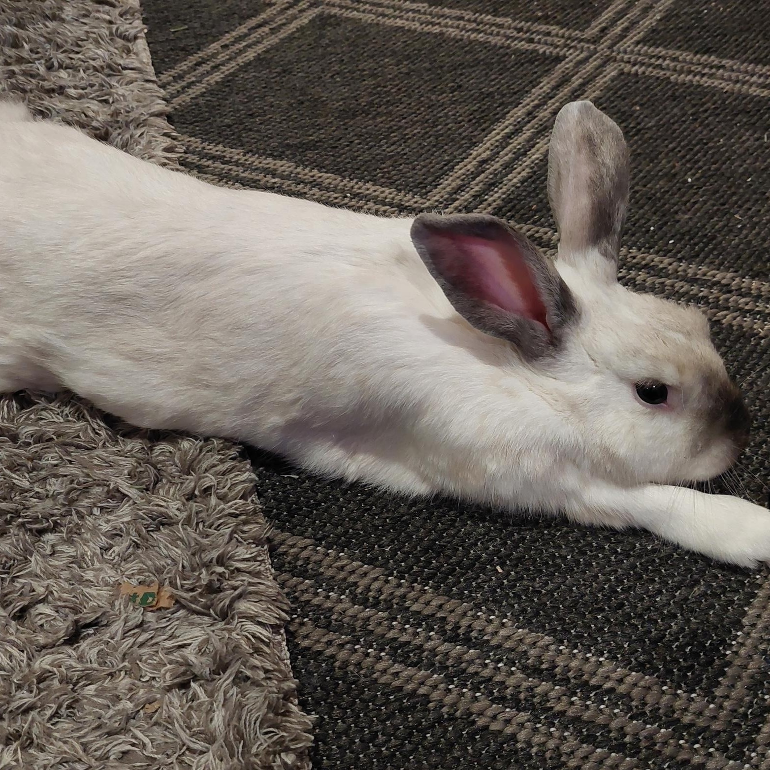 Enlarge Grover, a Adoptable mixed breed in Edina, MN image 3/4