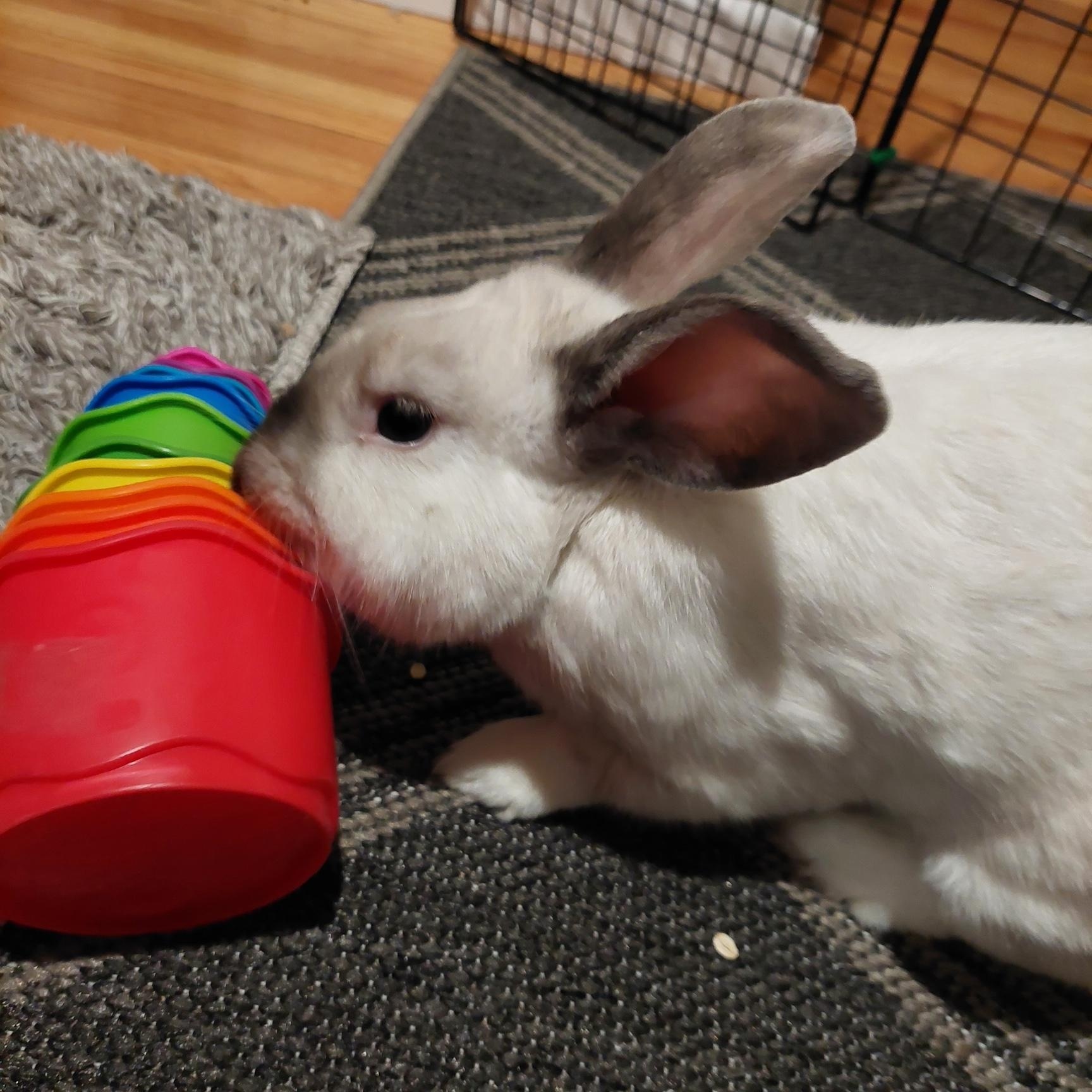 Grover, Adoptable, Adult Male Bunny Rabbit.