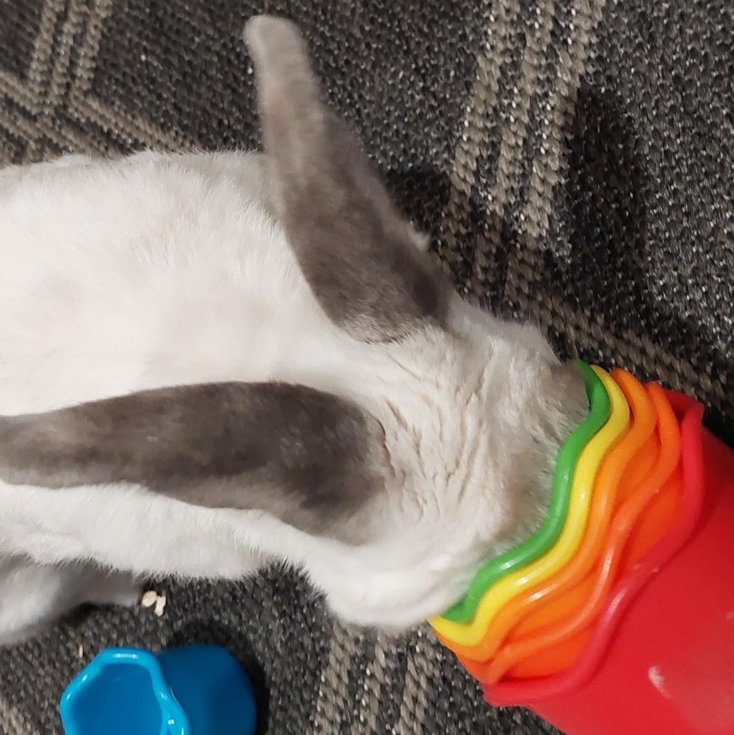 Enlarge Grover, a Adoptable mixed breed in Edina, MN image 4/4