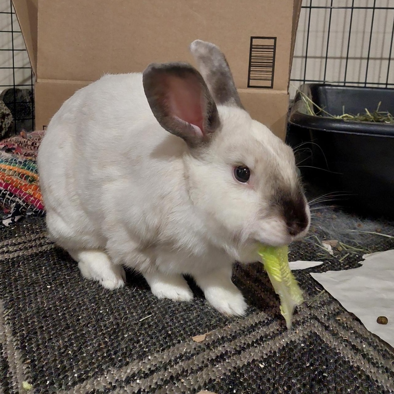 Enlarge Grover, a Adoptable mixed breed in Edina, MN image 2/4