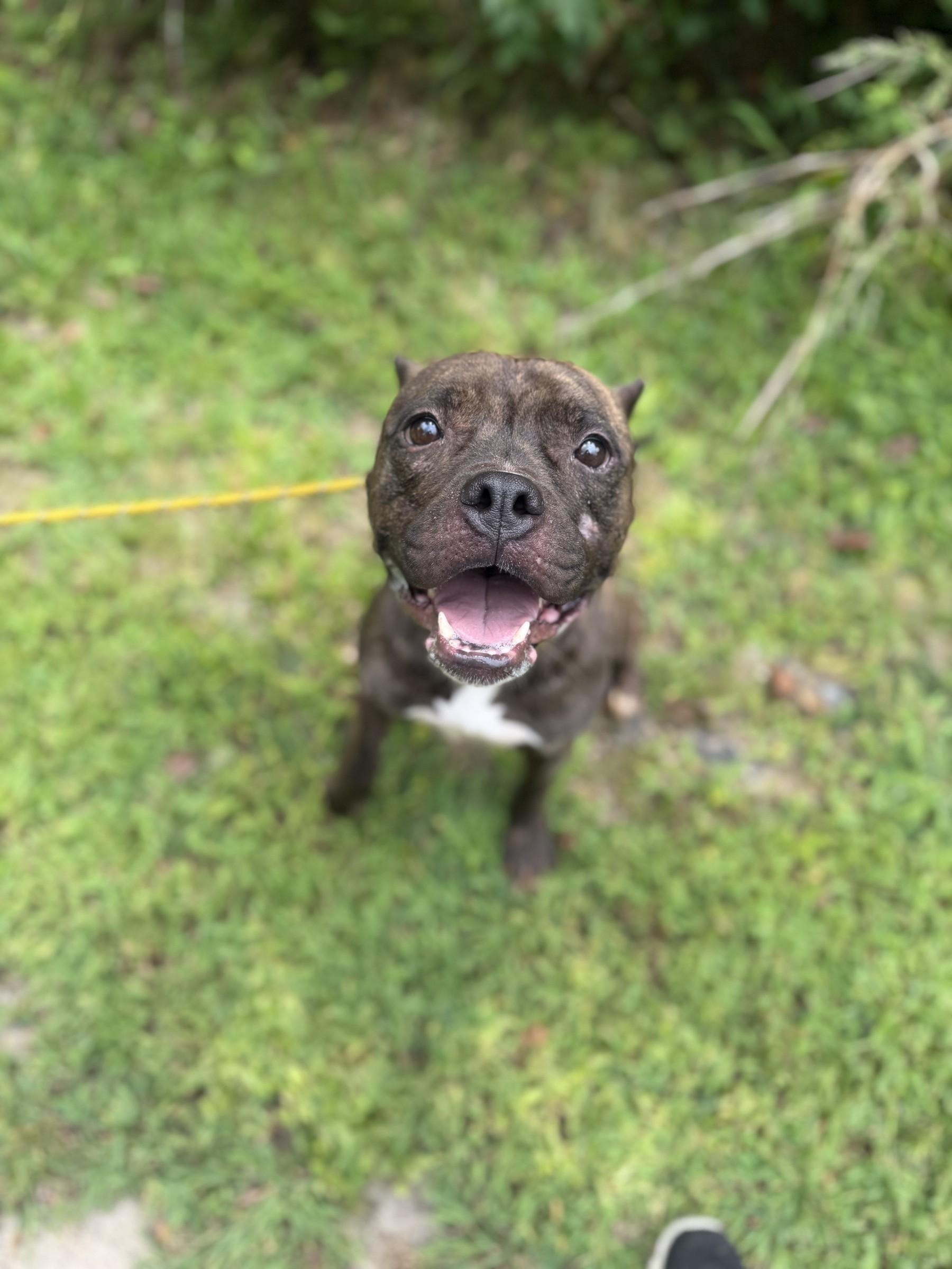 Enlarge French Fry, a ADOPTABLE mixed breed in Petersburg, VA image 3/6