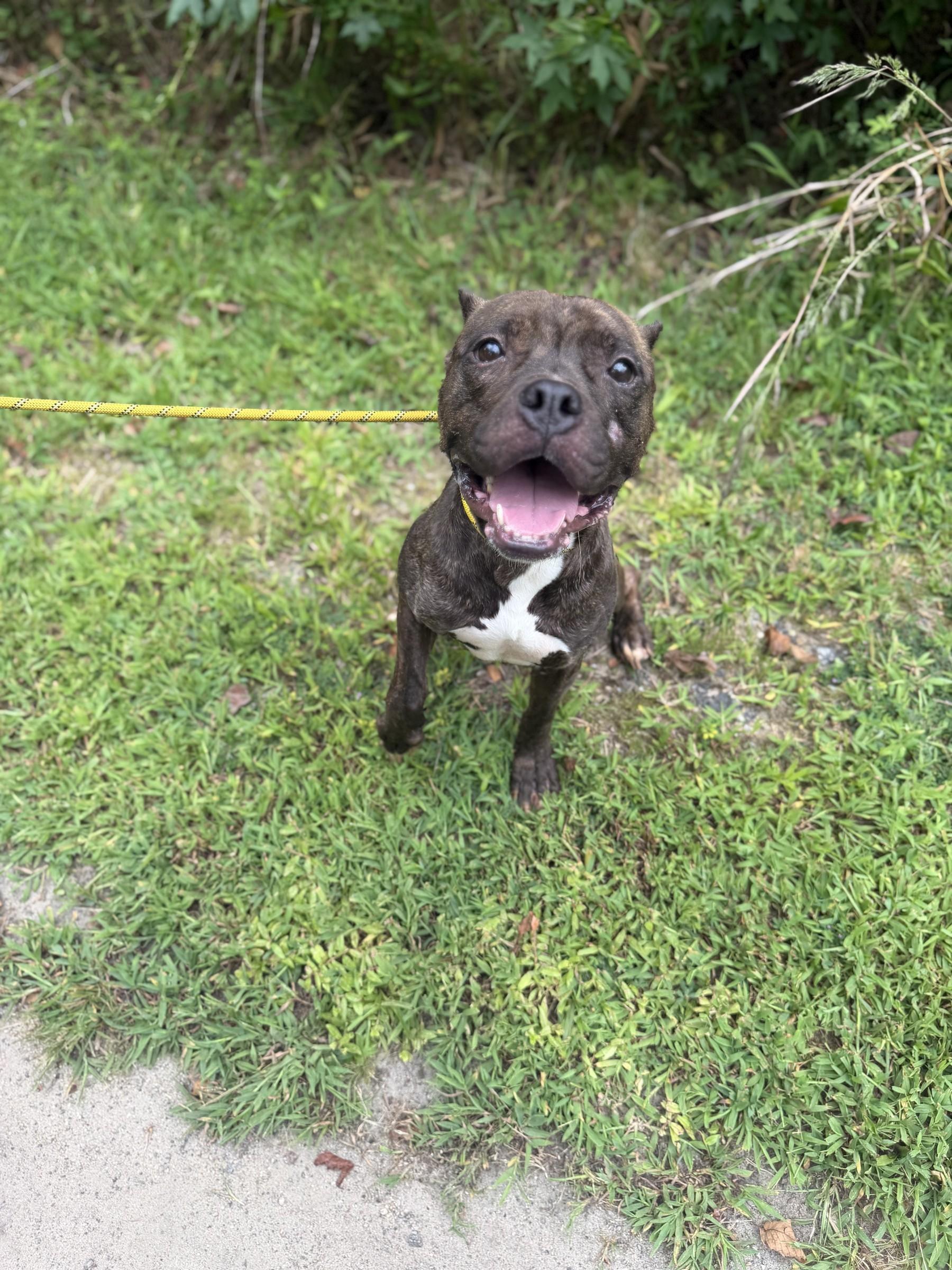 Enlarge French Fry, a ADOPTABLE mixed breed in Petersburg, VA image 4/6