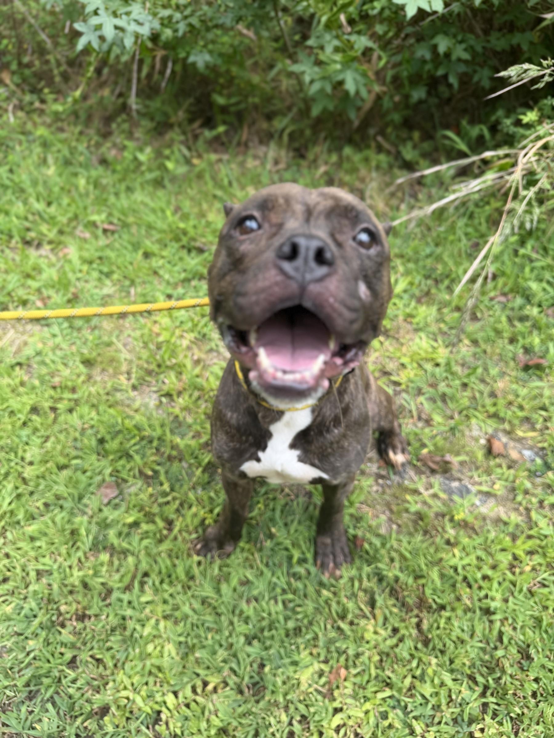 Enlarge French Fry, a ADOPTABLE mixed breed in Petersburg, VA image 2/6