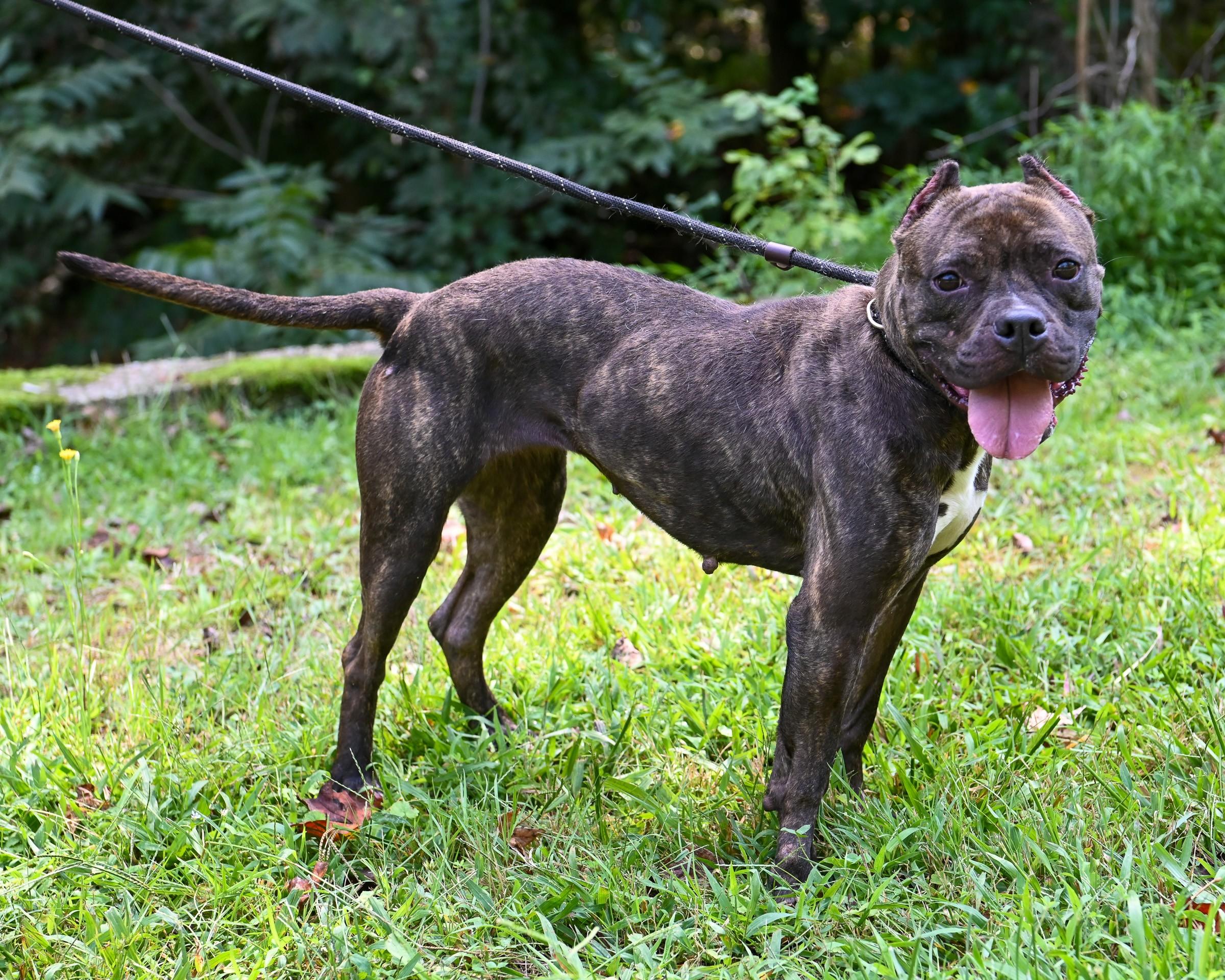 French Fry, Adoptable, Adult Female Pit Bull Terrier.