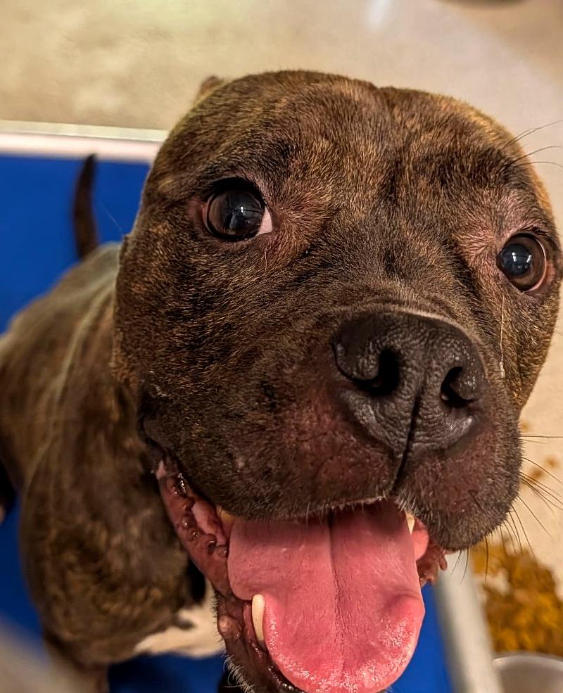 French Fry, ADOPTABLE, Young Female Pit Bull Terrier.
