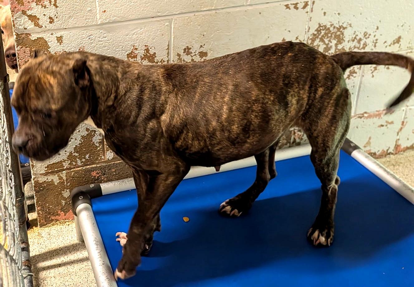French Fry, a ADOPTABLE mixed breed in Petersburg, VA image 3/3