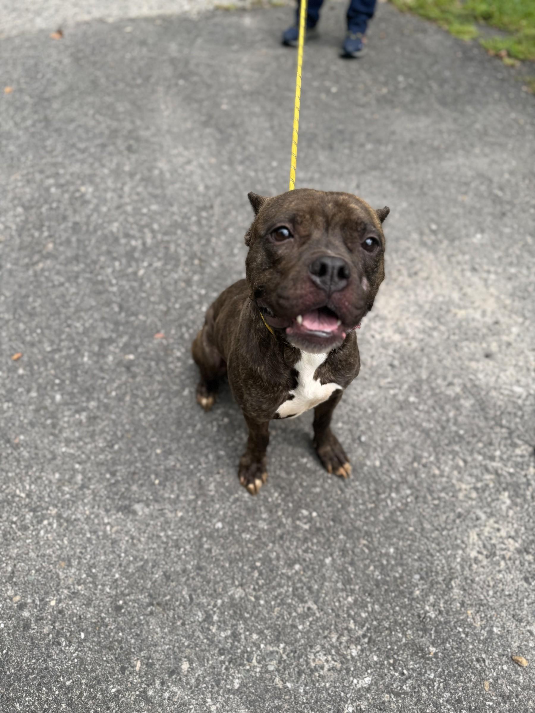 Enlarge French Fry, a ADOPTABLE mixed breed in Petersburg, VA image 5/6
