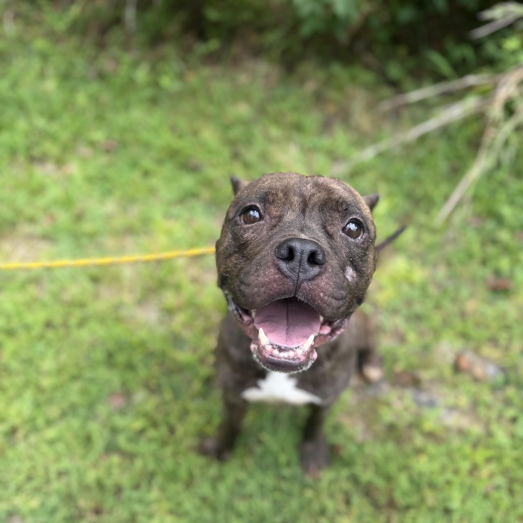 Enlarge French Fry, a ADOPTABLE mixed breed in Petersburg, VA image 1/6