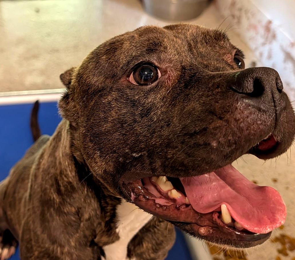 French Fry, a ADOPTABLE mixed breed in Petersburg, VA image 2/3