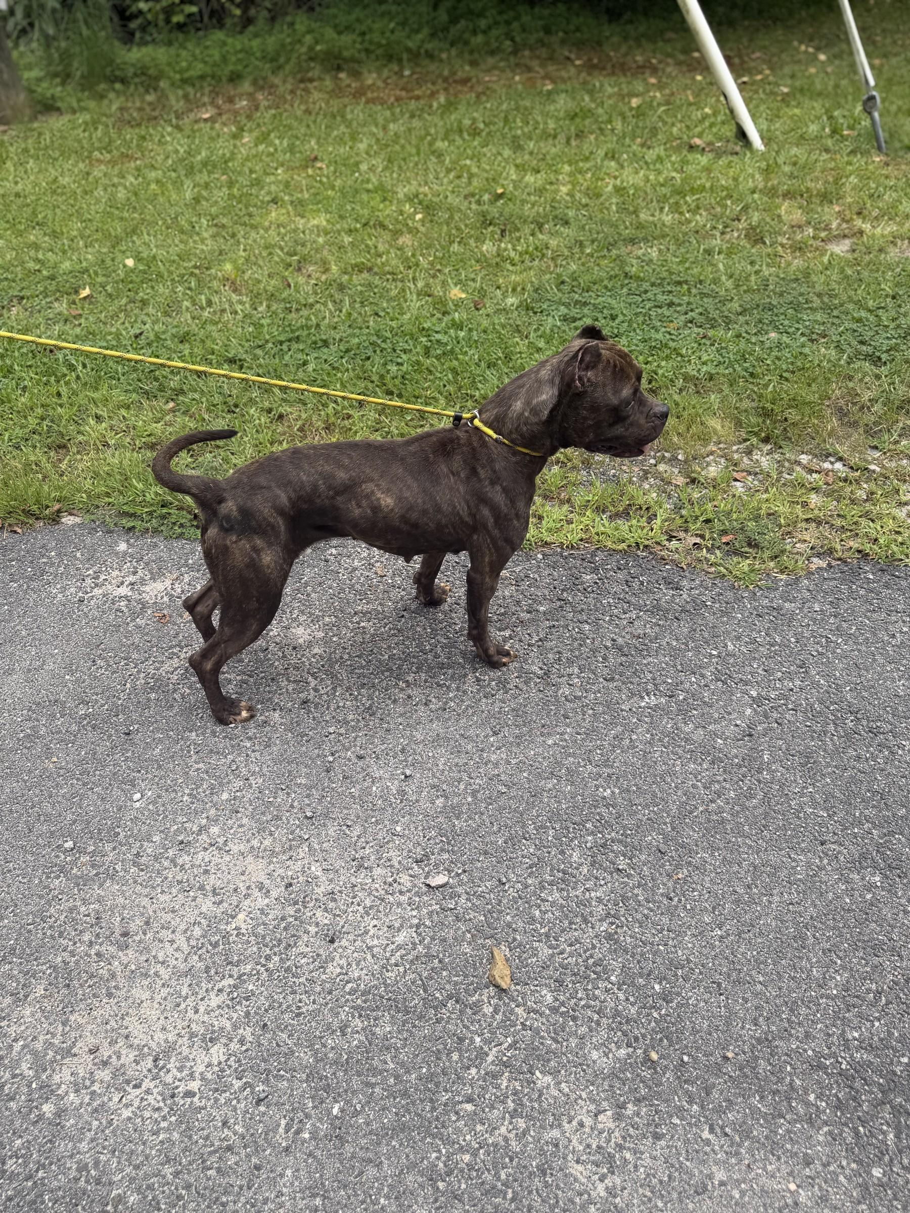 Enlarge French Fry, a ADOPTABLE mixed breed in Petersburg, VA image 6/6