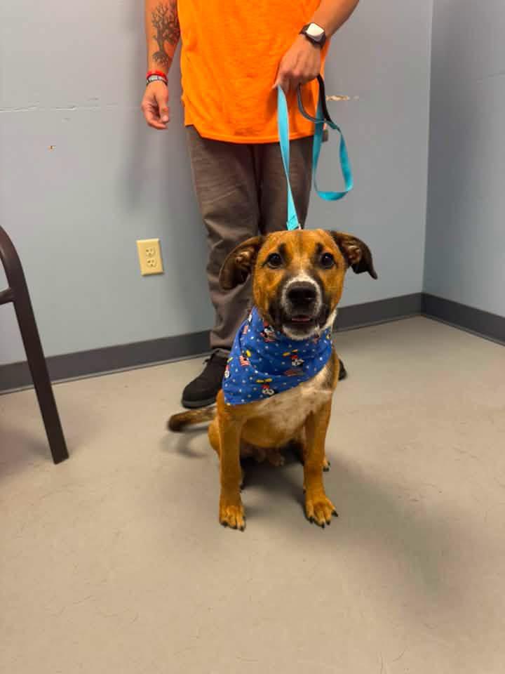 Enlarge Roscoe, a Adoptable mixed breed in Zanesville, OH image 3/3