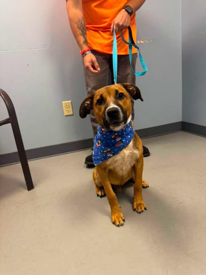 Roscoe, Adoptable, Young Male German Shepherd Dog & Terrier.