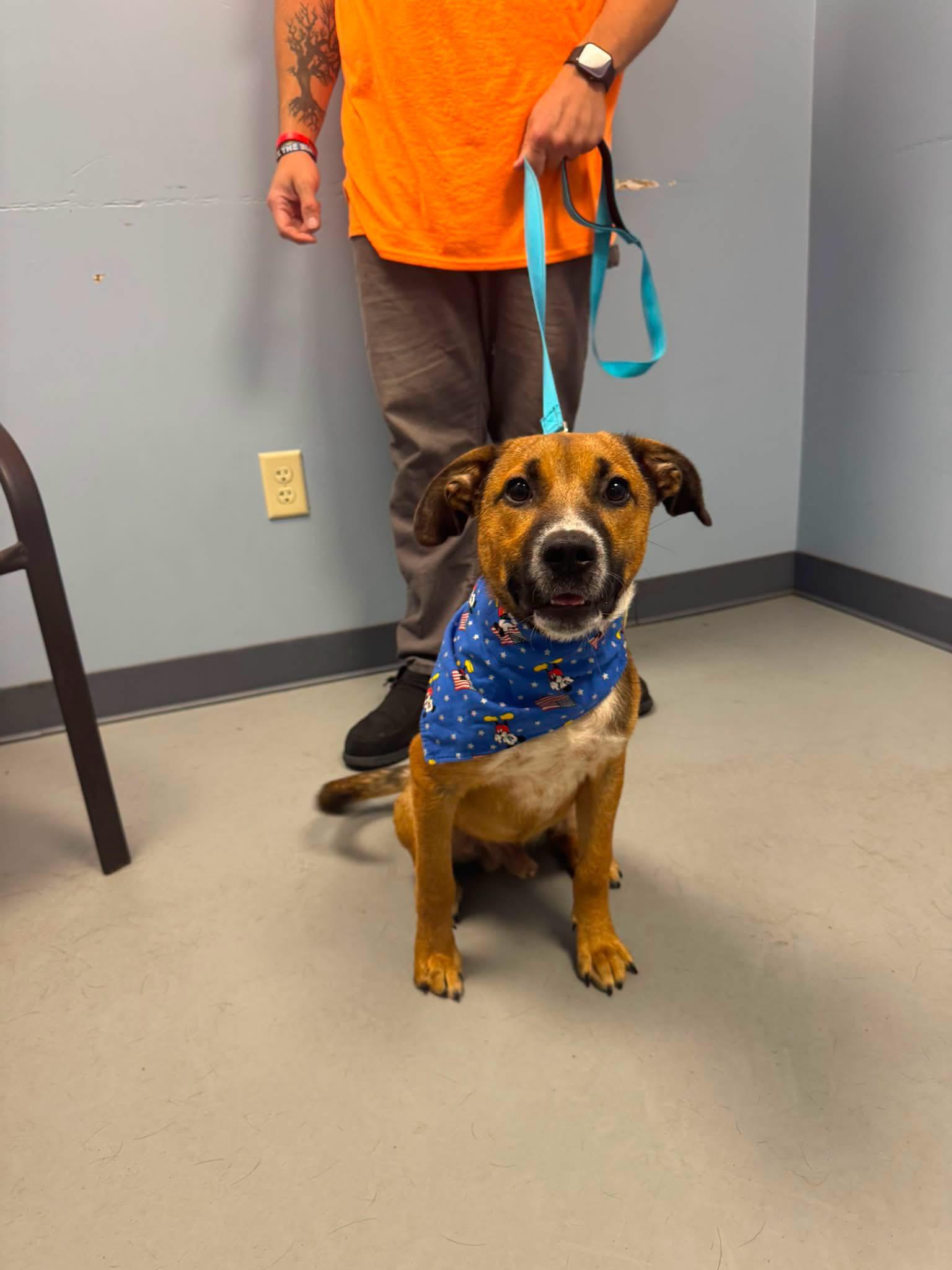 Enlarge Roscoe, a Adoptable mixed breed in Zanesville, OH image 2/3