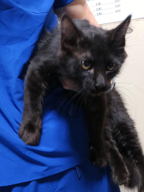 26-07-2129 Chester, Adoptable, Adult Male Domestic Medium Hair.