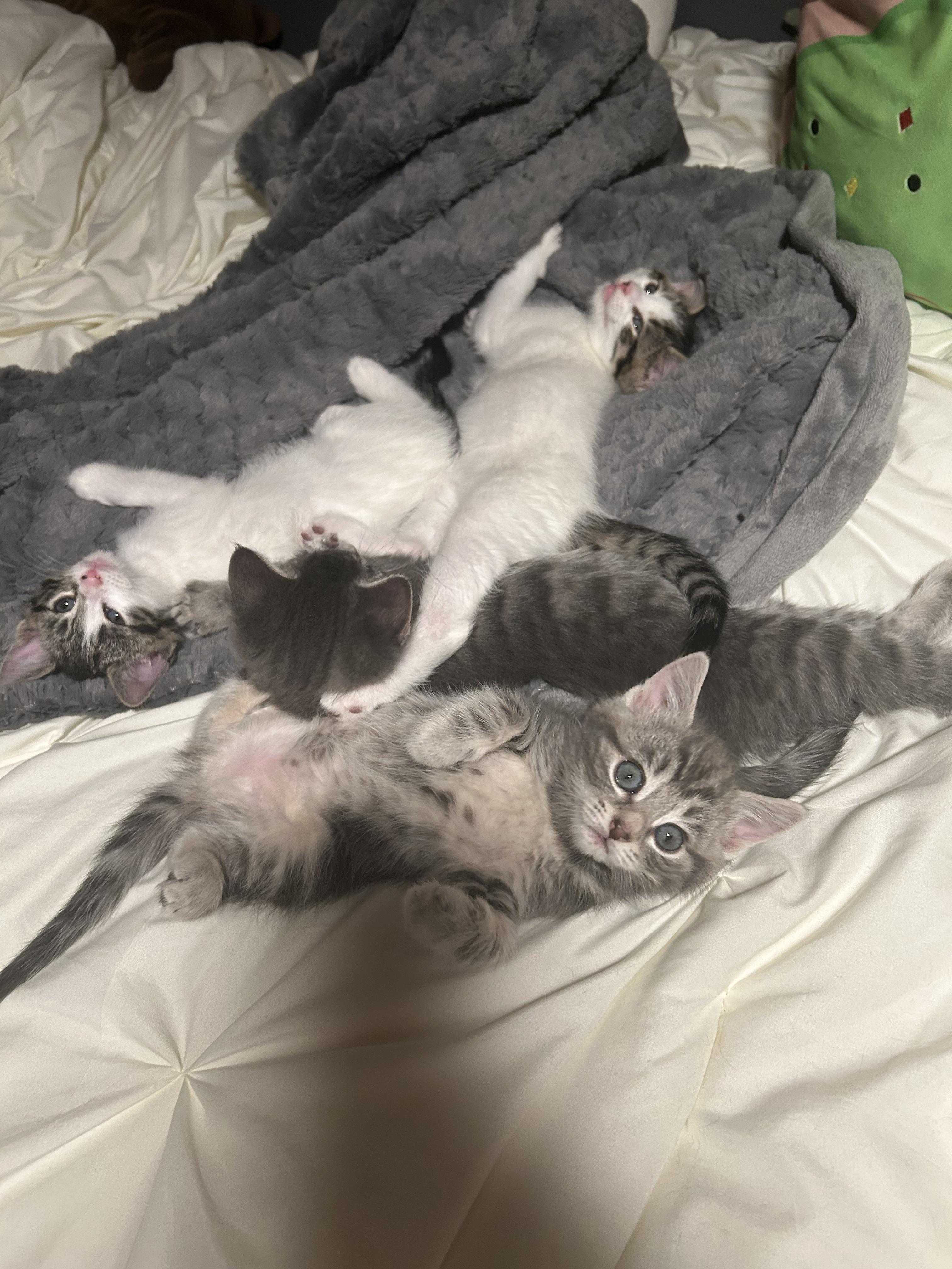 Enlarge El (must be adopted in a pair), a ADOPTABLE Domestic Medium Hair in Hellertown, PA image 6/6