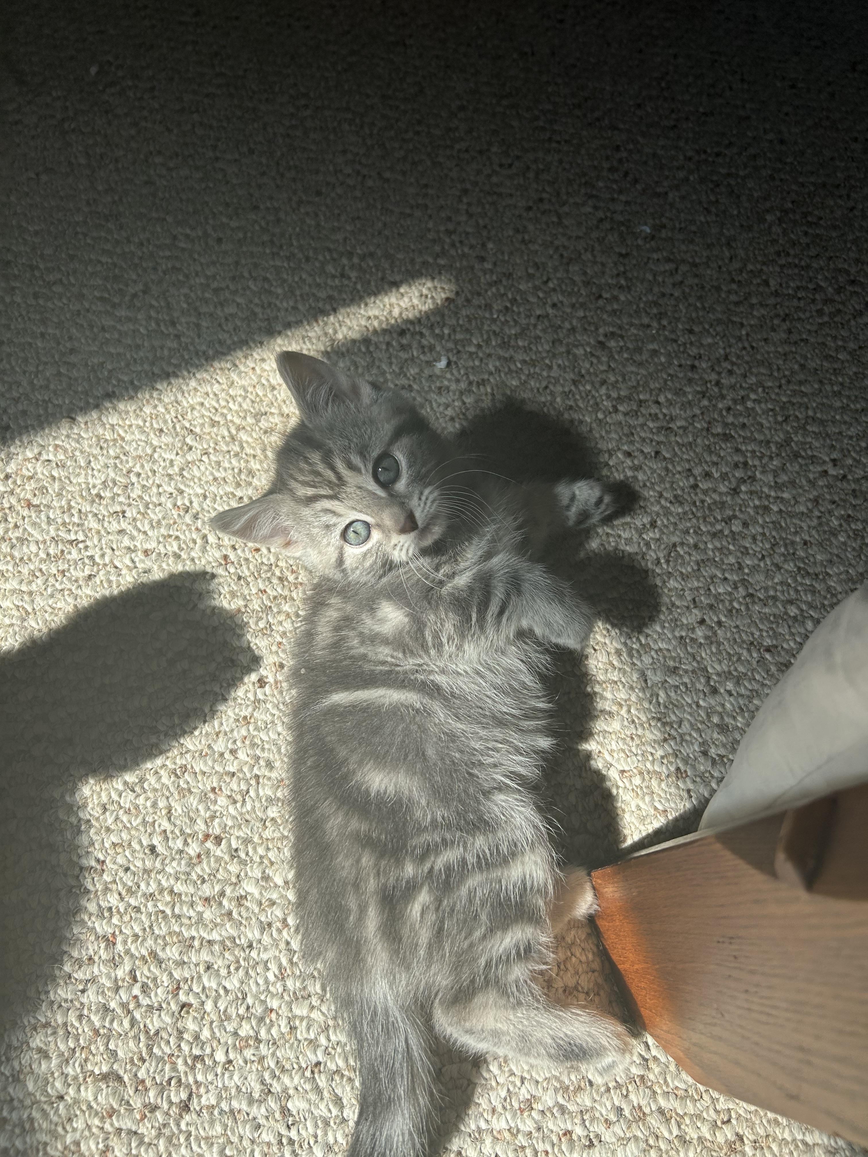 Enlarge El (must be adopted in a pair), a ADOPTABLE Domestic Medium Hair in Hellertown, PA image 1/6