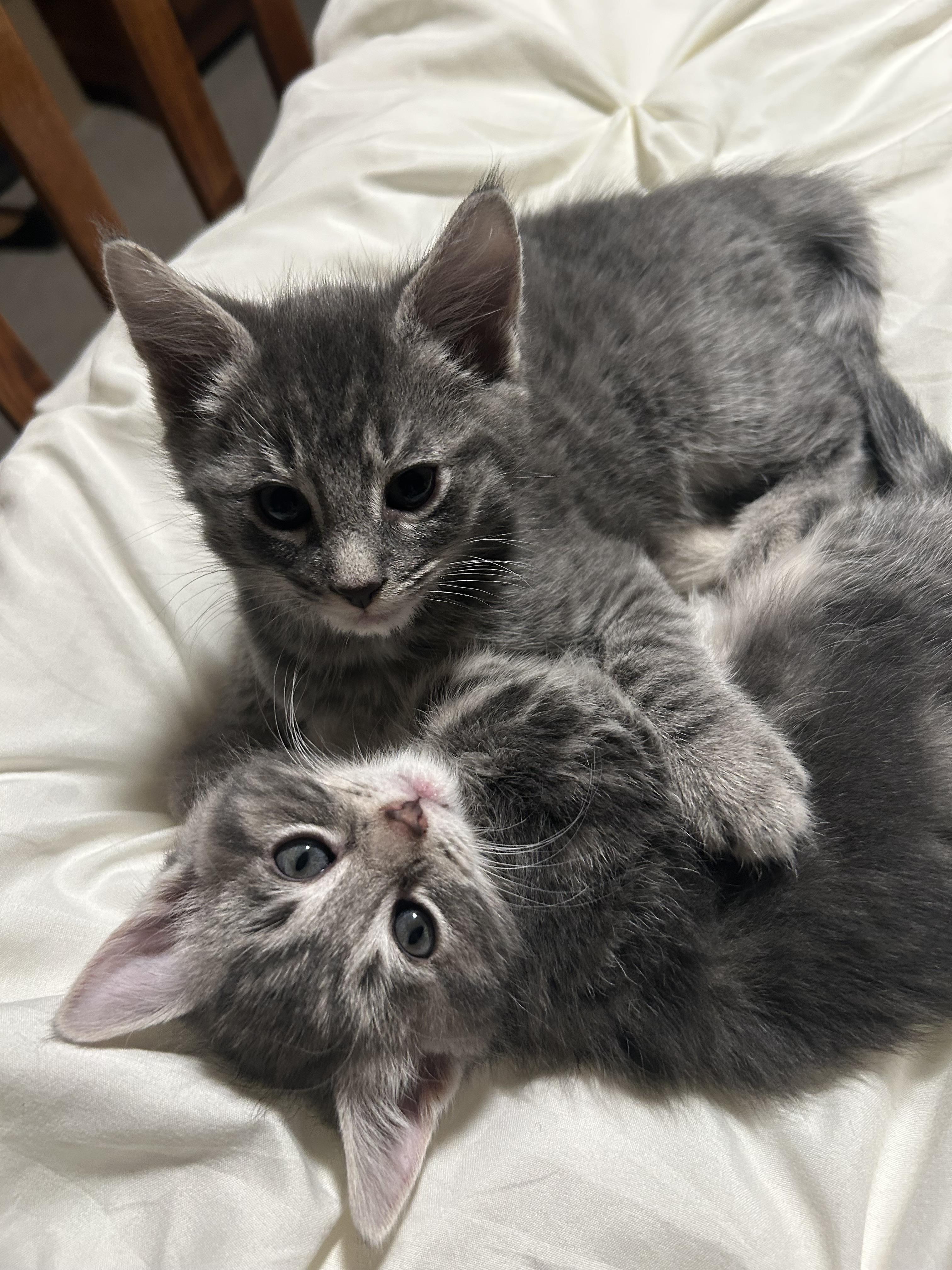 Enlarge El (must be adopted in a pair), a ADOPTABLE Domestic Medium Hair in Hellertown, PA image 2/6