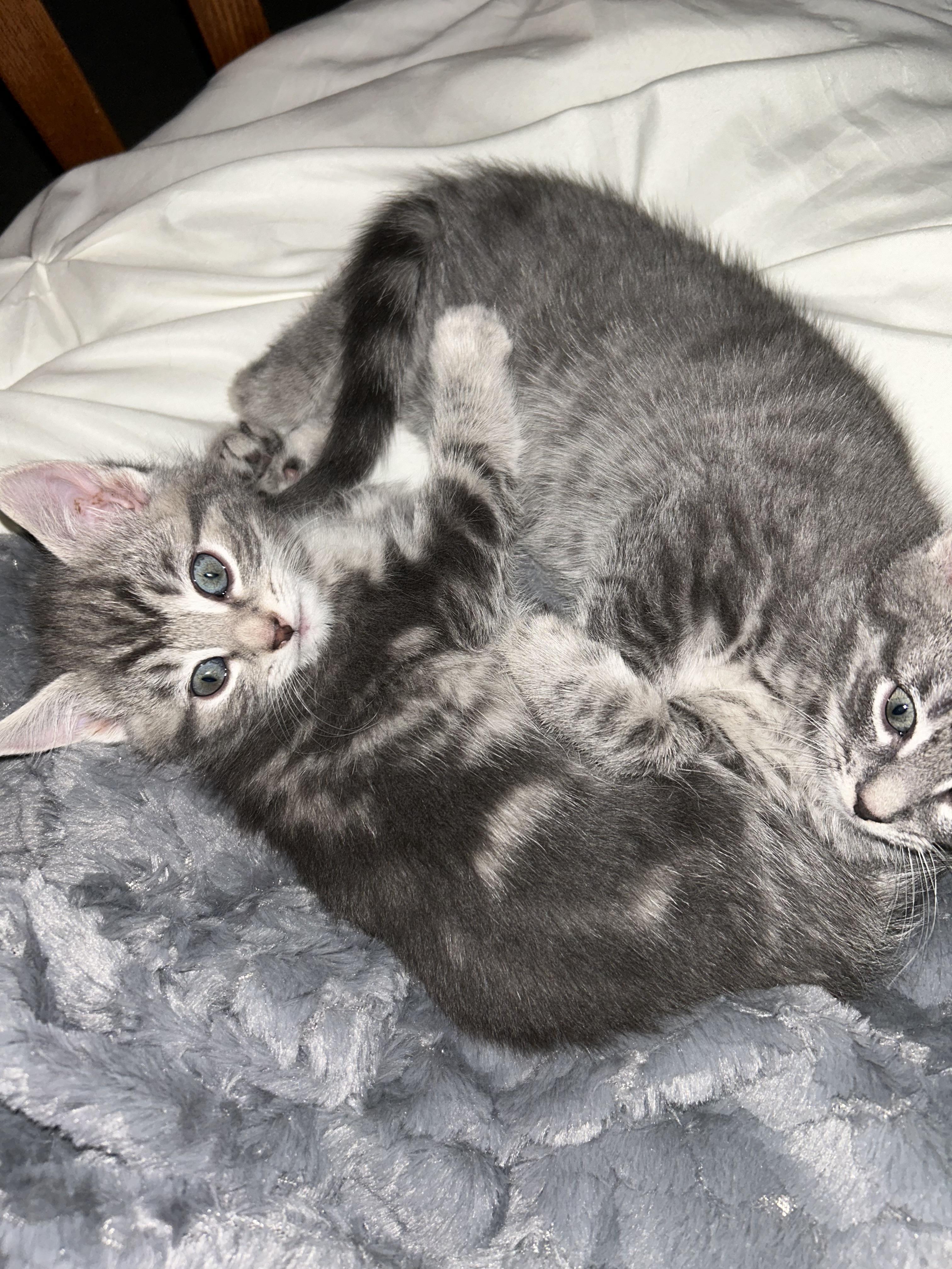 Enlarge El (must be adopted in a pair), a ADOPTABLE Domestic Medium Hair in Hellertown, PA image 4/6