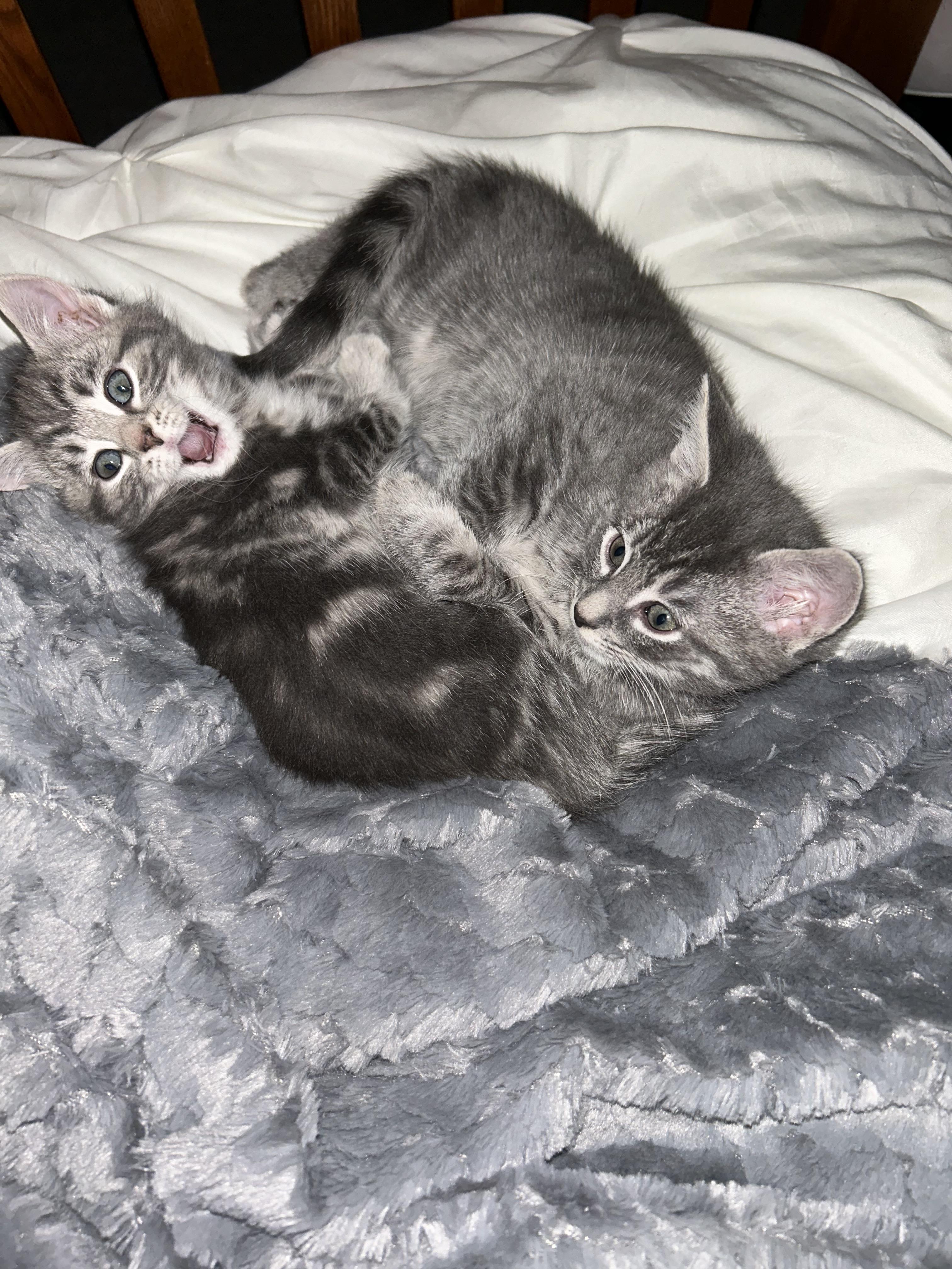 Enlarge El (must be adopted in a pair), a ADOPTABLE Domestic Medium Hair in Hellertown, PA image 5/6