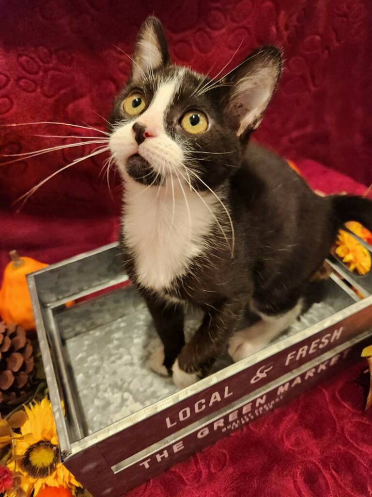 Romeo, Adopted, Kitten Male Domestic Short Hair.