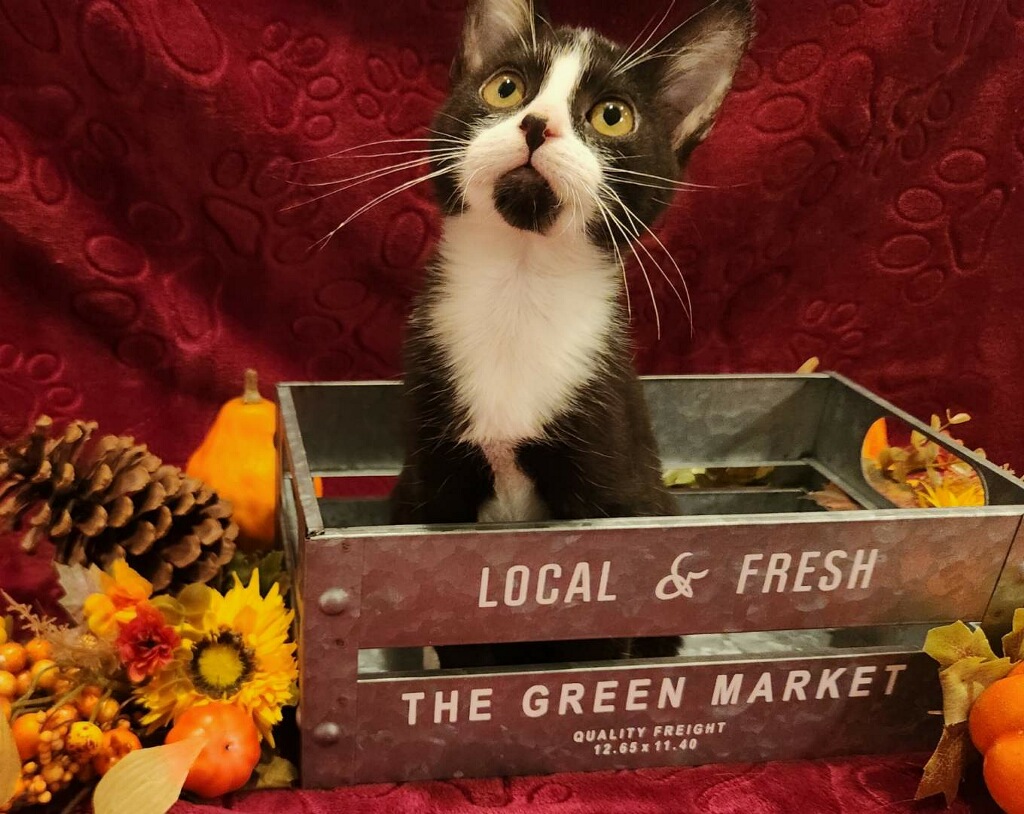 Enlarge Romeo, a Adopted Domestic Short Hair in Phoenix, AZ image 2/5