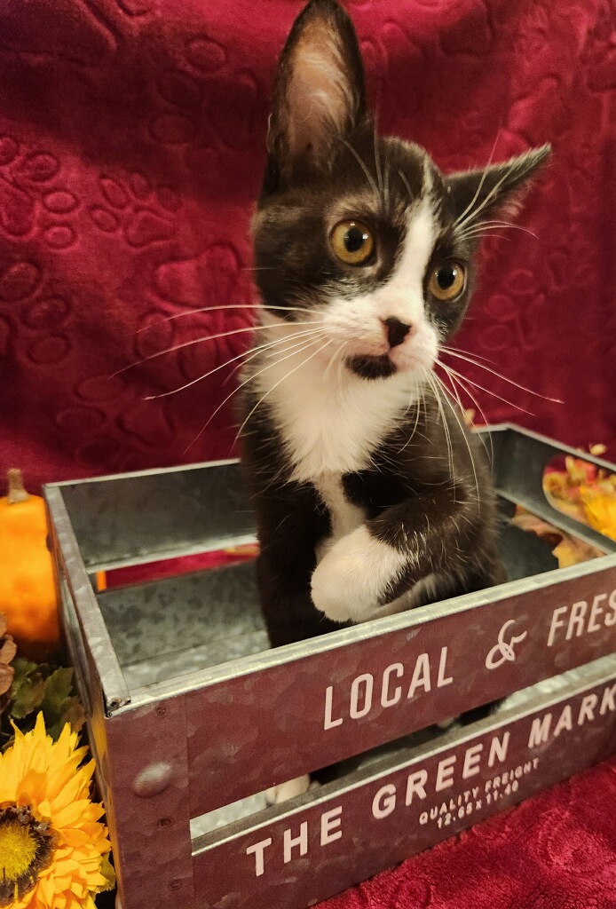 Enlarge Romeo, a Adopted Domestic Short Hair in Phoenix, AZ image 3/5