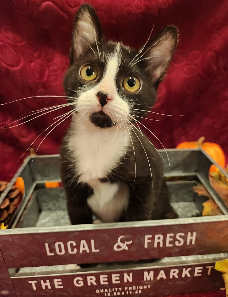 Enlarge Romeo, a Adopted Domestic Short Hair in Phoenix, AZ image 5/5