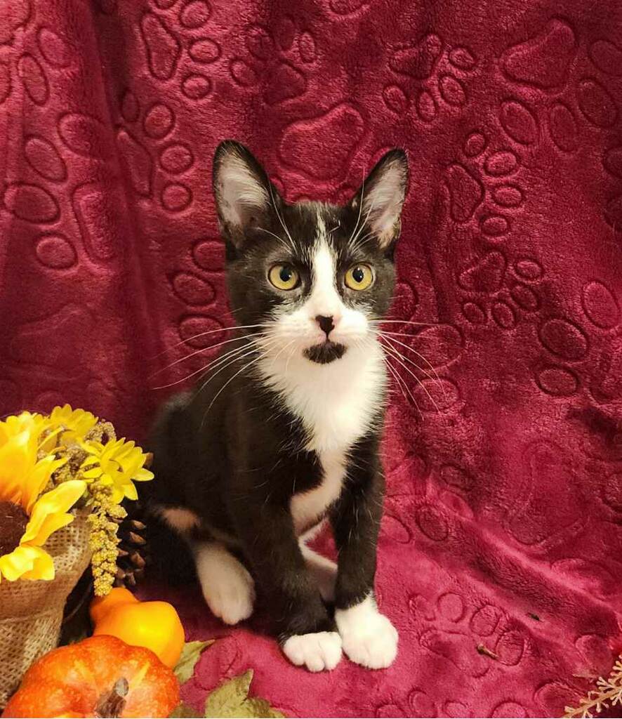 Enlarge Romeo, a Adopted Domestic Short Hair in Phoenix, AZ image 4/5