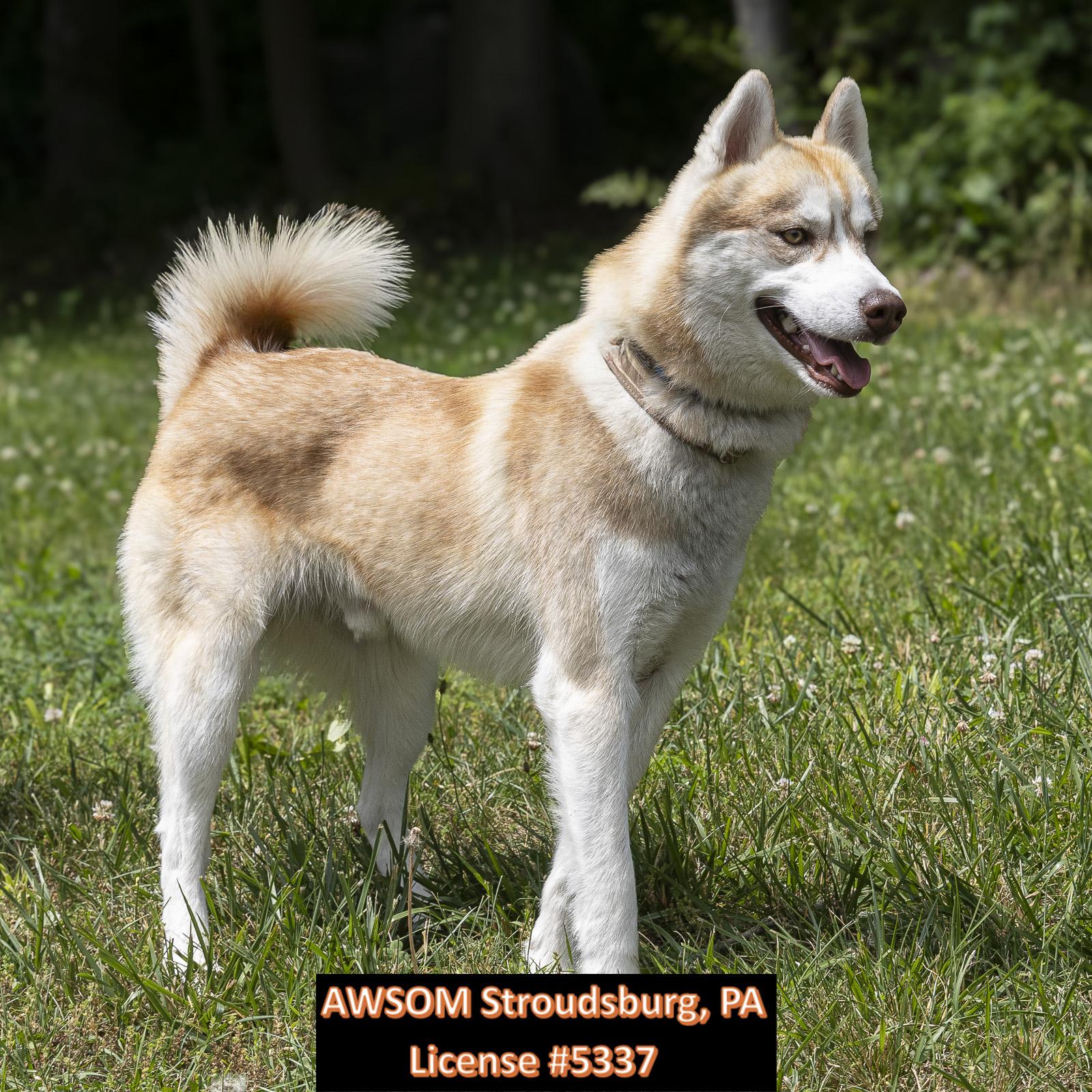 Lil Roc, ADOPTABLE, Young Male Siberian Husky.