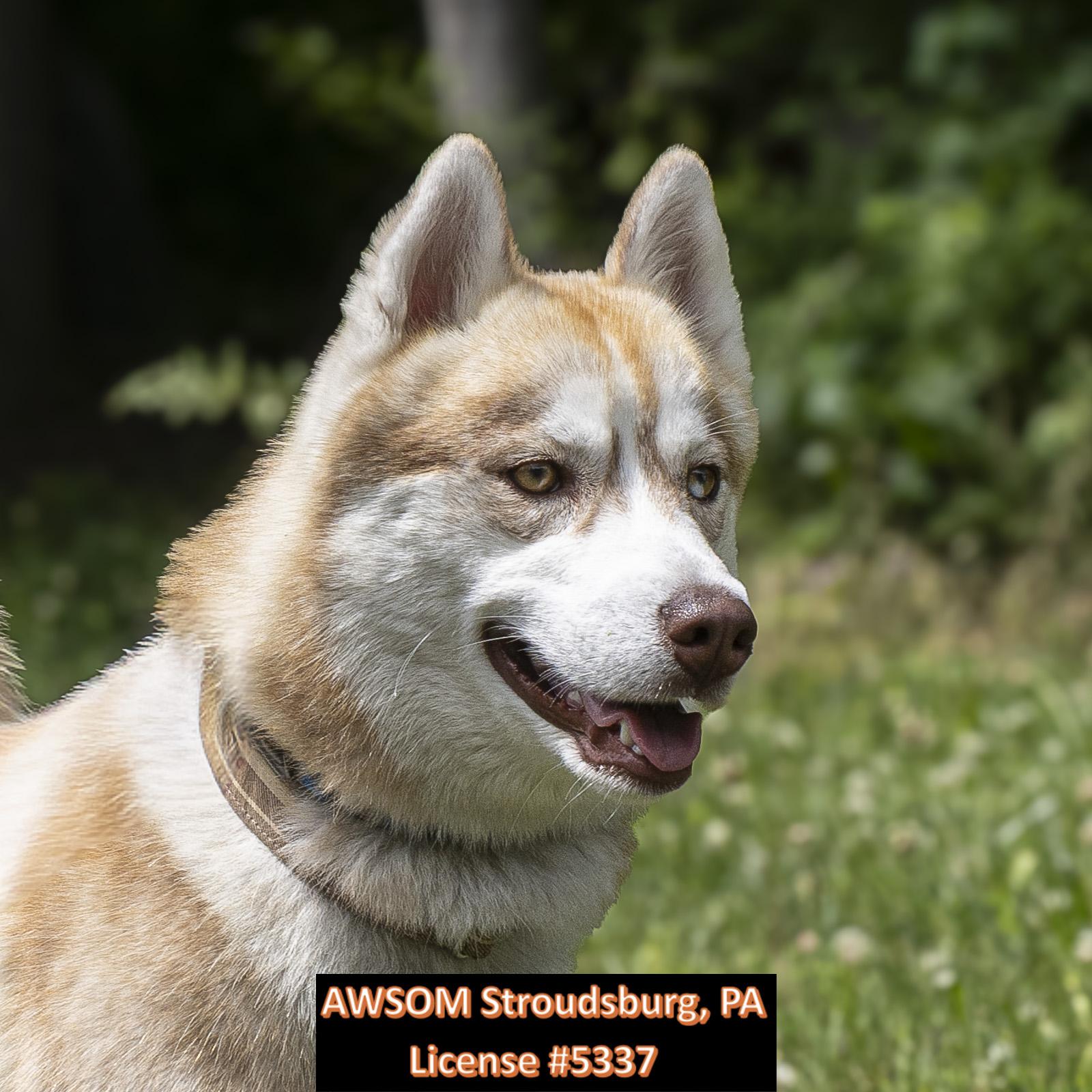 Enlarge Lil Roc, a ADOPTABLE mixed breed in Stroudsburg, PA image 3/3