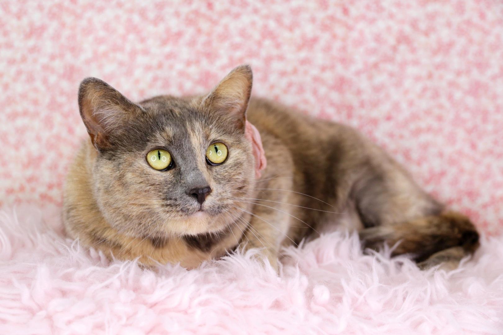 Enlarge Maisie, an adopted Domestic Short Hair in Ashland, KY image 1/1