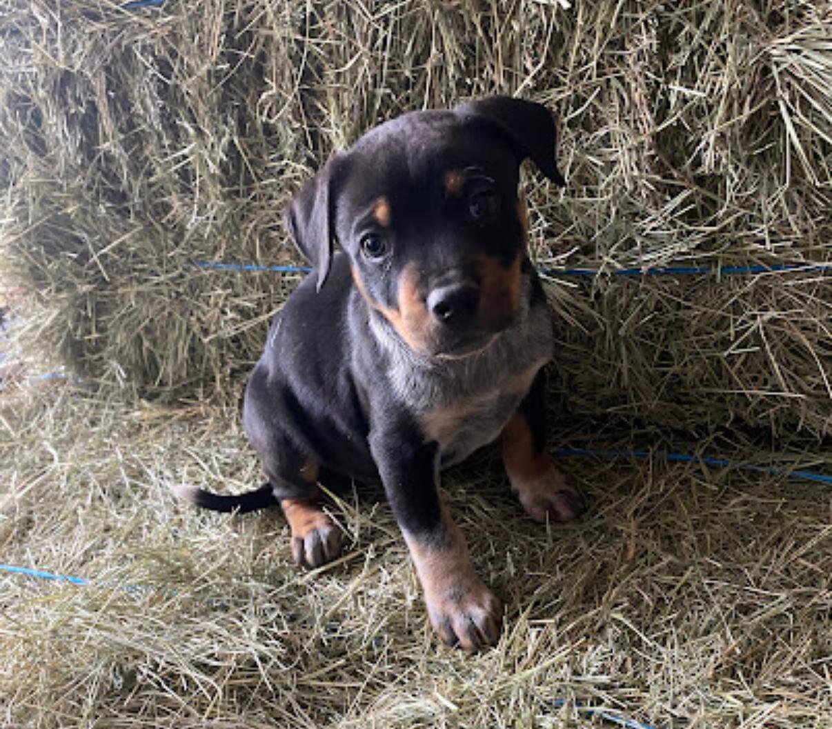 Mittens, Adoptable, Puppy Female Catahoula Leopard Dog & Australian Cattle Dog / Blue Heeler.