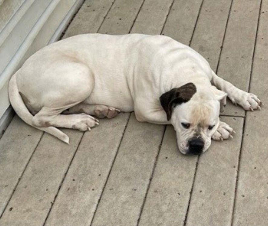 Medusa, Adoptable, Young Female American Bulldog.