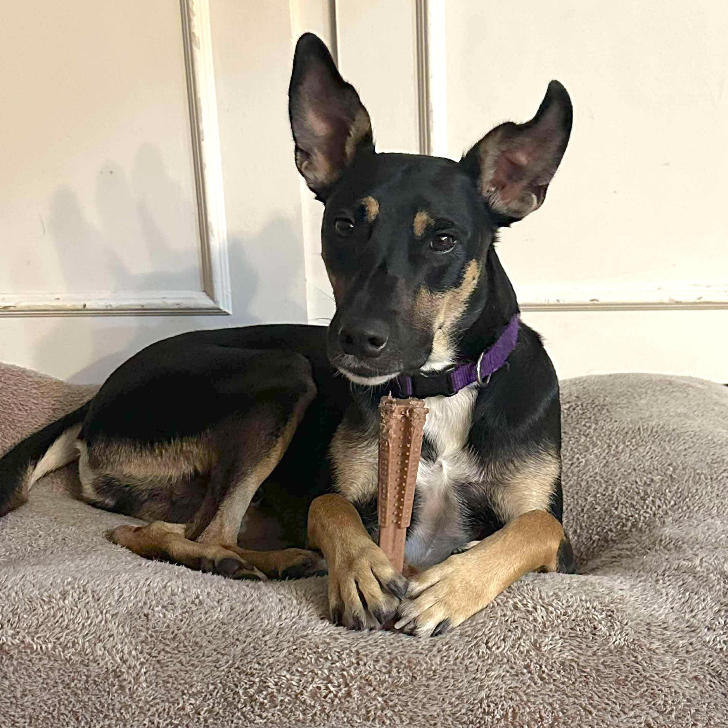 Dodger, a Adoptable mixed breed in Portland, OR image 4/5