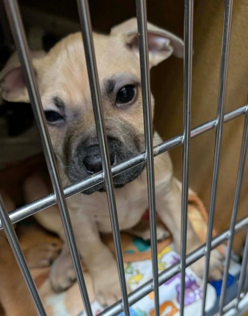 Gabriel, Adoptable, Puppy Male Mixed Breed.