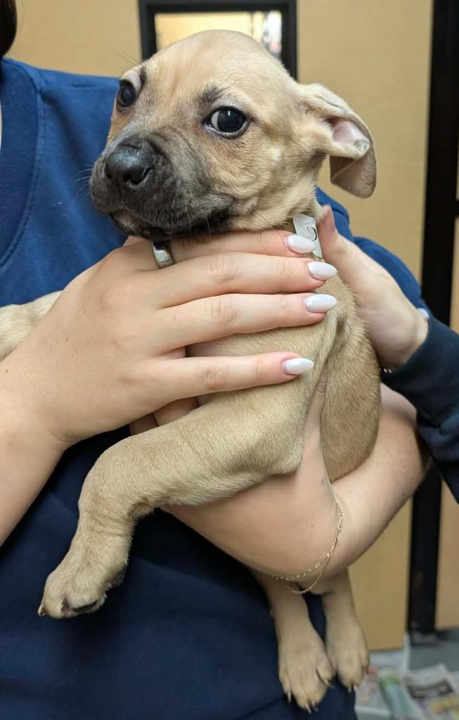 Enlarge Gabriel, a Adoptable mixed breed in Warren, MI image 2/2