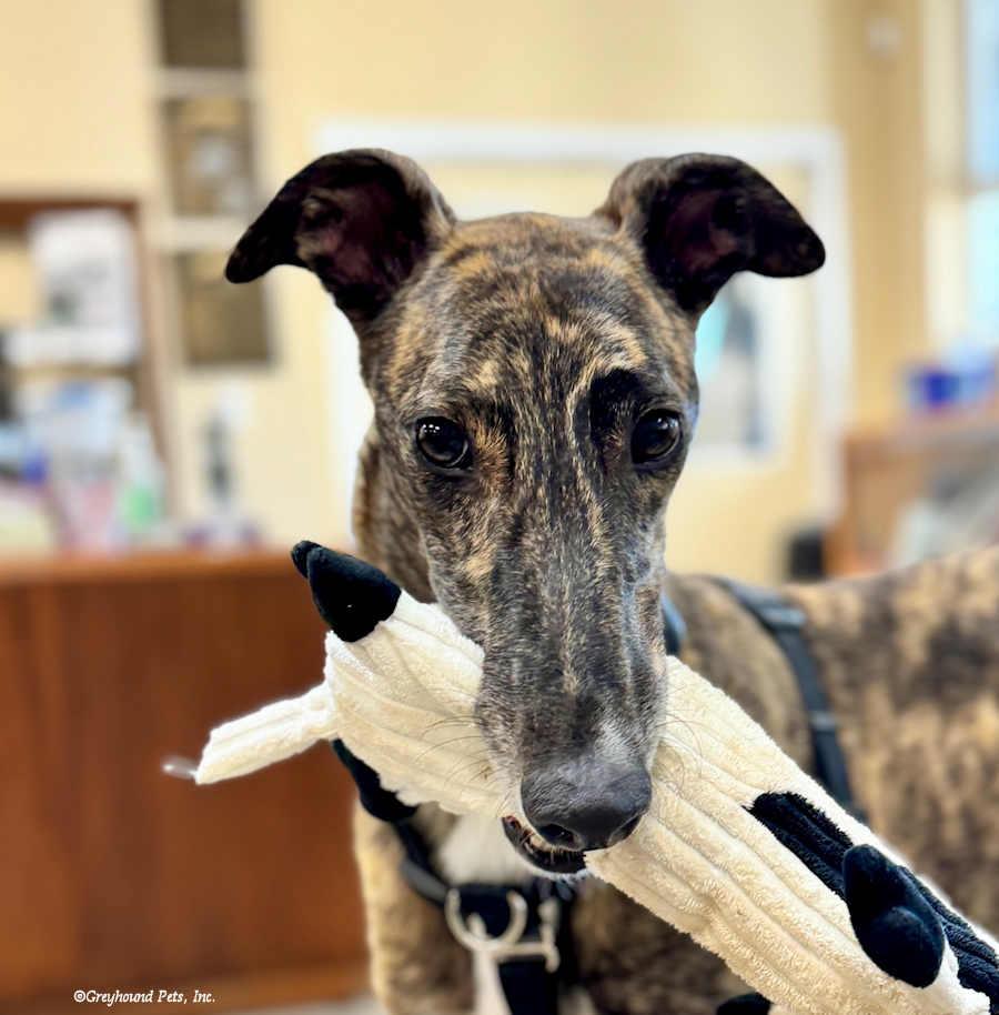 Smokey, Adopted, Adult Male Greyhound.