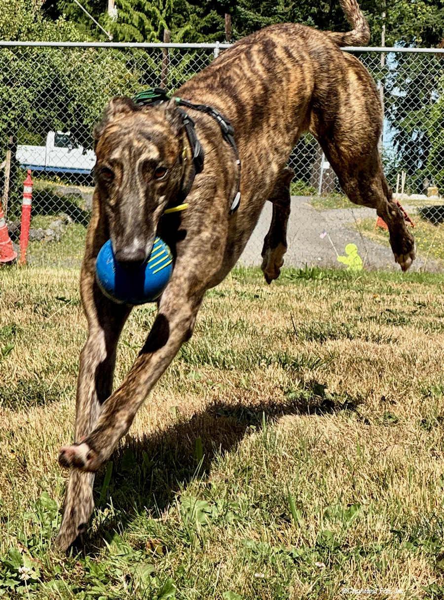 Enlarge Smokey, a Adopted Greyhound in Woodinville, WA image 2/3